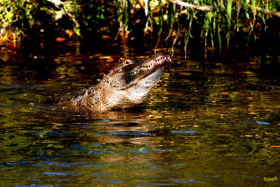 American alligator Alligator mississipiensis