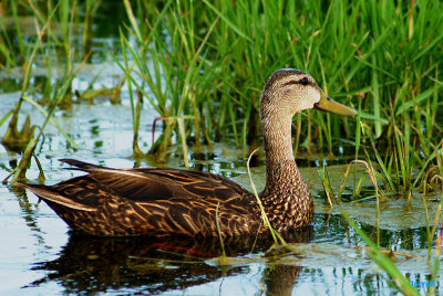 Mottled Duck,  Anas fulvigula