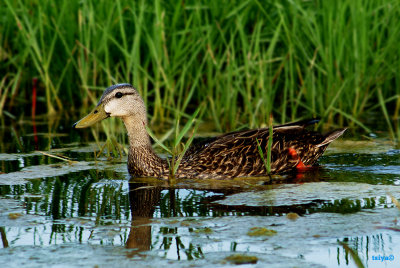 Mottled Duck,  Anas fulvigula