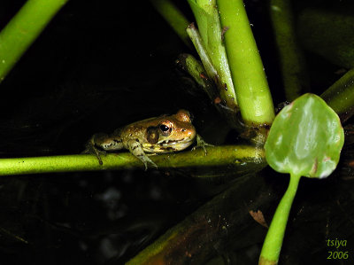 Bronze Frog Rana clamitans clamitans