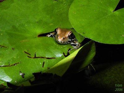 Bronze Frog Rana clamitans clamitans