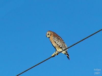 Red-shouldered Hawk  Buteo lineatus