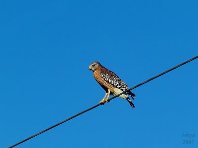 Red-shouldered Hawk  Buteo lineatus