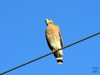 Red-shouldered Hawk  Buteo lineatus