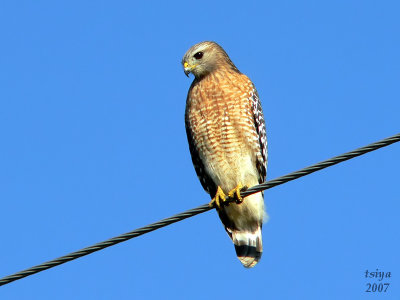 Red-shouldered Hawk  Buteo lineatus