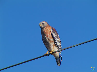 Red-shouldered Hawk  Buteo lineatus