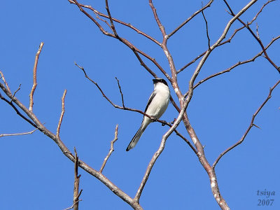 Loggerhead Shrike  Lanius ludovicianus