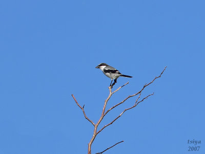 Loggerhead Shrike  Lanius ludovicianus