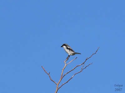 Loggerhead Shrike  Lanius ludovicianus