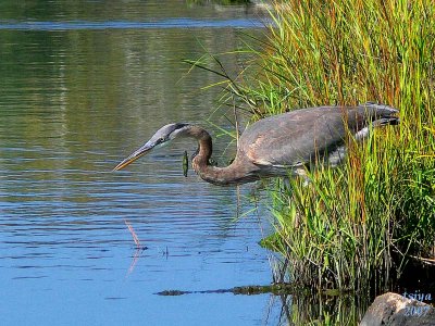 Great Blue Heron Ardea herodias