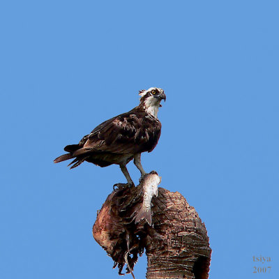 Osprey  Pandion haliaetus