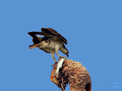 Osprey  Pandion haliaetus