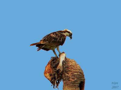 Osprey  Pandion haliaetus	