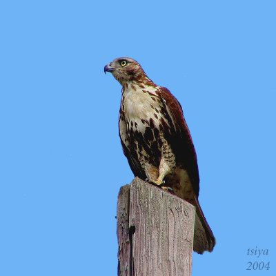 Red-tailed hawk Buteo jamaicensis  immature