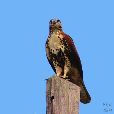 Red-tailed hawk Buteo jamaicensis  immature