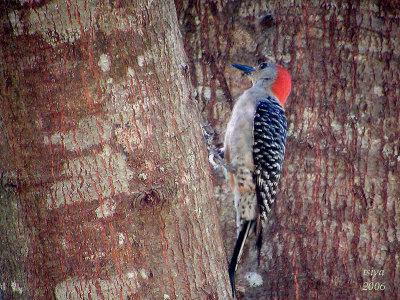 Red bellied Woodpecker Melanerpes carolinus