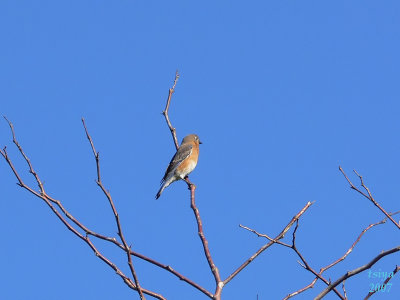 Eastern Bluebird   Sialia sialis