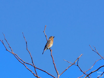 Eastern Bluebird   Sialia sialis