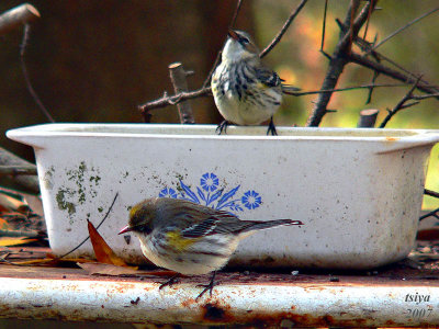 Yellow-rumped Warbler   Dendroica coronata