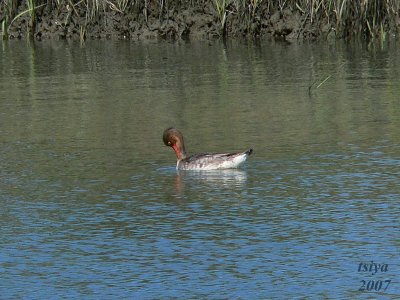 g3/41/665041/3/90536571.rcniKriw.jpg