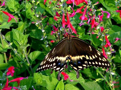 Palamedes Swallowtail Butterfly   Papilio palamedes