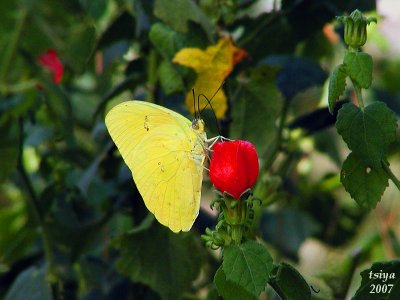 Sulphur Butterfly on Minature Turkscap