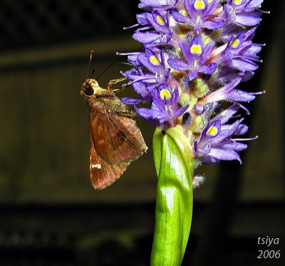 Southern Broken Dash Skipper    Wallengrenia otho