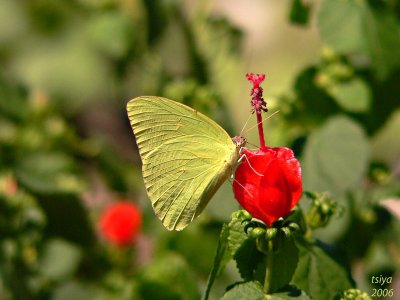 SULPHUR  on TURKSCAP