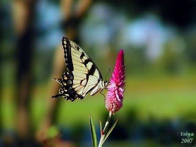 Tiger Swallowtail