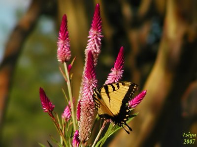 Tiger Swallowtail