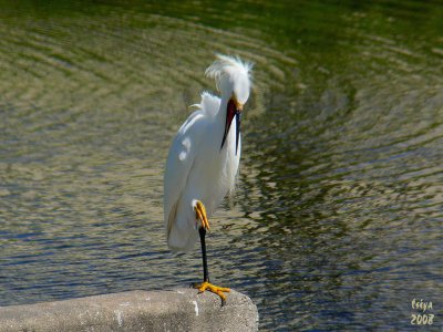 Snowy Egret Egretta thula