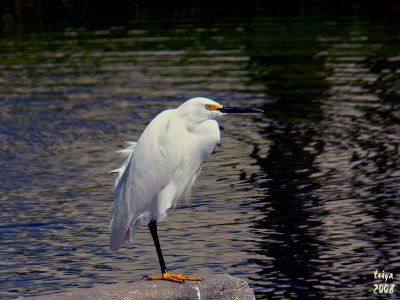 Snowy Egret Egretta thula