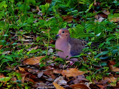 Mourning Dove  Zenaida macroura