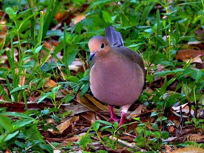 Mourning Dove  Zenaida macroura