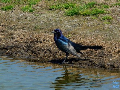 Boat-tailed Grackle Quiscalus major