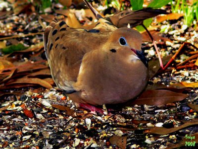 Mourning Dove  Zenaida macroura