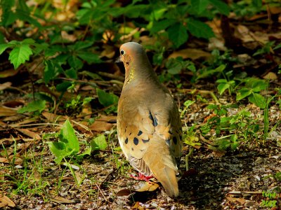 Mourning Dove  Zenaida macroura