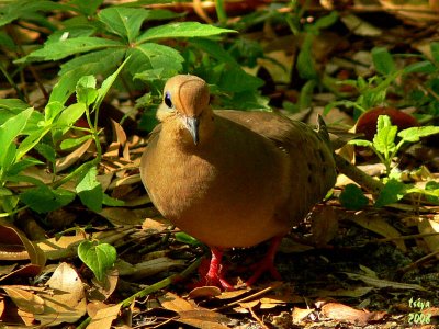 Mourning Dove  Zenaida macroura