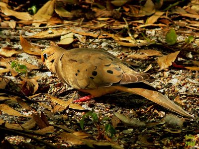 Mourning Dove  Zenaida macroura