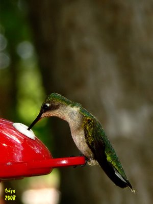 Ruby-throated Hummingbird  Archilochus colubris female