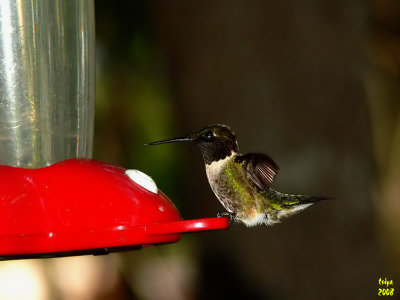 Ruby-throated Hummingbird  Archilochus colubris male