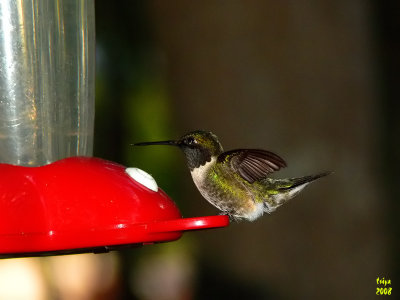 Ruby-throated Hummingbird  Archilochus colubris male