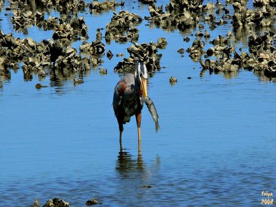 Great Blue Heron Ardea herodias