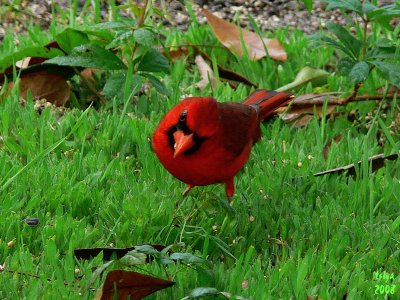 Cardinal Cardinalis cardinalis