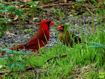 Cardinal Cardinalis cardinalis