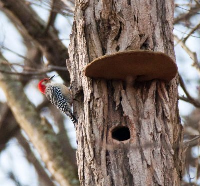 Woodpecker at Conowingo Dam, MD