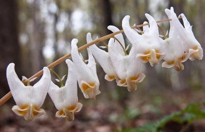 Dutchman's Breeches