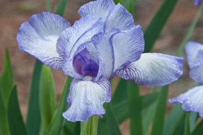 Virginia Arboretum Iris