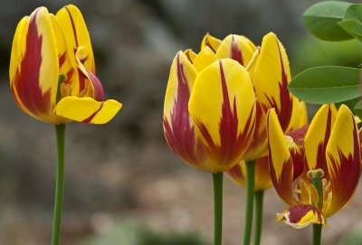 Tulips at the Virginia Arboretum