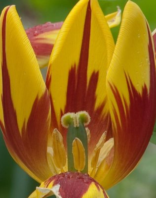 Tulip at the Virginia Arboretum